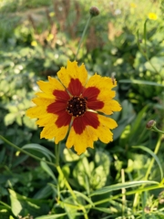 Coreopsis basalis