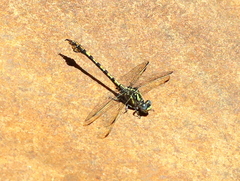 Paragomphus cognatus