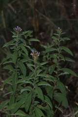Chromolaena pulchella
