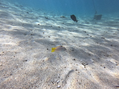 Halichoeres hortulanus