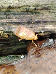 Agnocoris