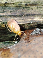 Agnocoris