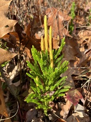 Dendrolycopodium hickeyi