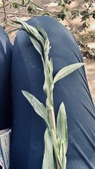 Persicaria madagascariensis