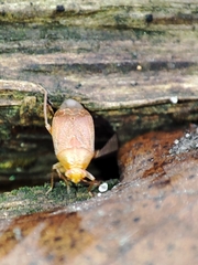 Agnocoris
