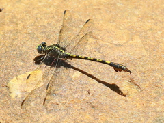 Paragomphus cognatus