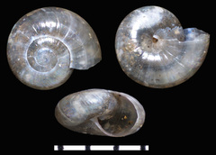 Glyphyalinia indentata