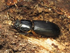 Passalidae