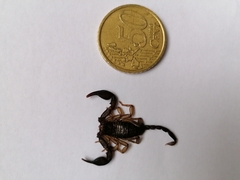 Euscorpius italicus