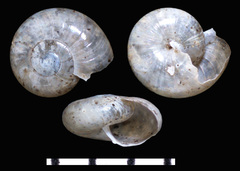 Glyphyalinia indentata