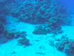 Oxycheilinus digramma