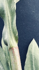 Persicaria madagascariensis