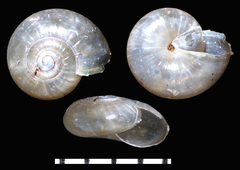 Glyphyalinia indentata