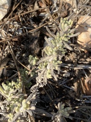 Teucrium
