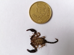 Euscorpius italicus