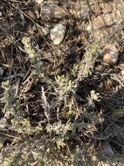 Teucrium