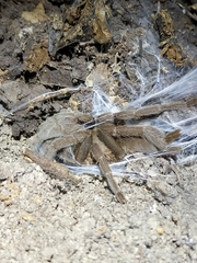 Selenocosmia