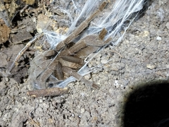 Selenocosmia