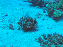 Parapercis hexophtalma