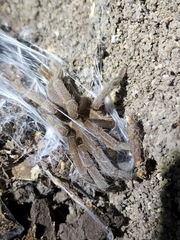 Selenocosmia