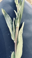 Persicaria madagascariensis