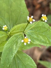Galinsoga parviflora