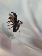 Harmochirus luculentus