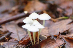 Mycena epipterygia