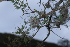 Tillandsia recurvata