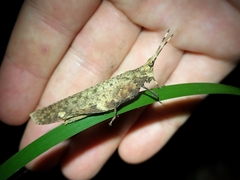 Desmoptera truncatipennis