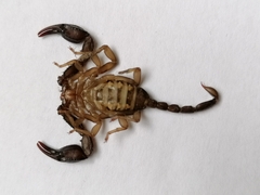 Euscorpius italicus