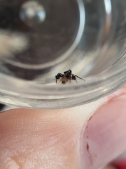 Harmochirus luculentus