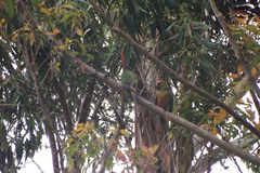 Aratinga auricapillus