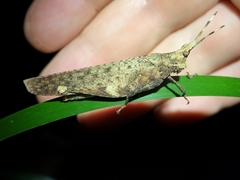 Desmoptera truncatipennis