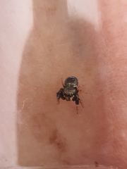 Harmochirus luculentus