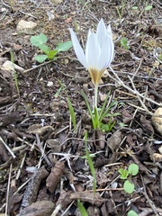 Crocus hyemalis