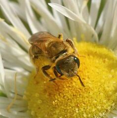 Halictus subauratus