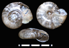 Glyphyalinia wheatleyi