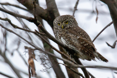 Glaucidium passerinum
