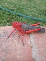 Phymateus morbillosus