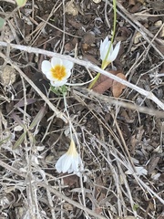 Crocus hyemalis