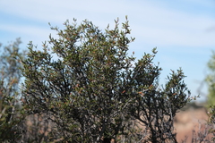 Cercocarpus intricatus
