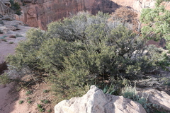 Cercocarpus intricatus