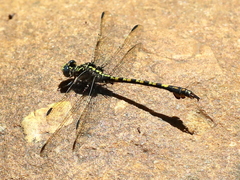 Paragomphus cognatus