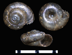 Paralaoma servilis