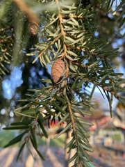 Tsuga