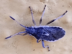 Maccevethus corsicus