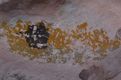 Candelariella rosulans