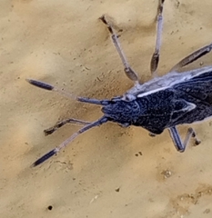 Maccevethus corsicus