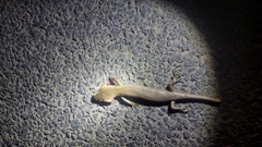 Cyclodomorphus gerrardii